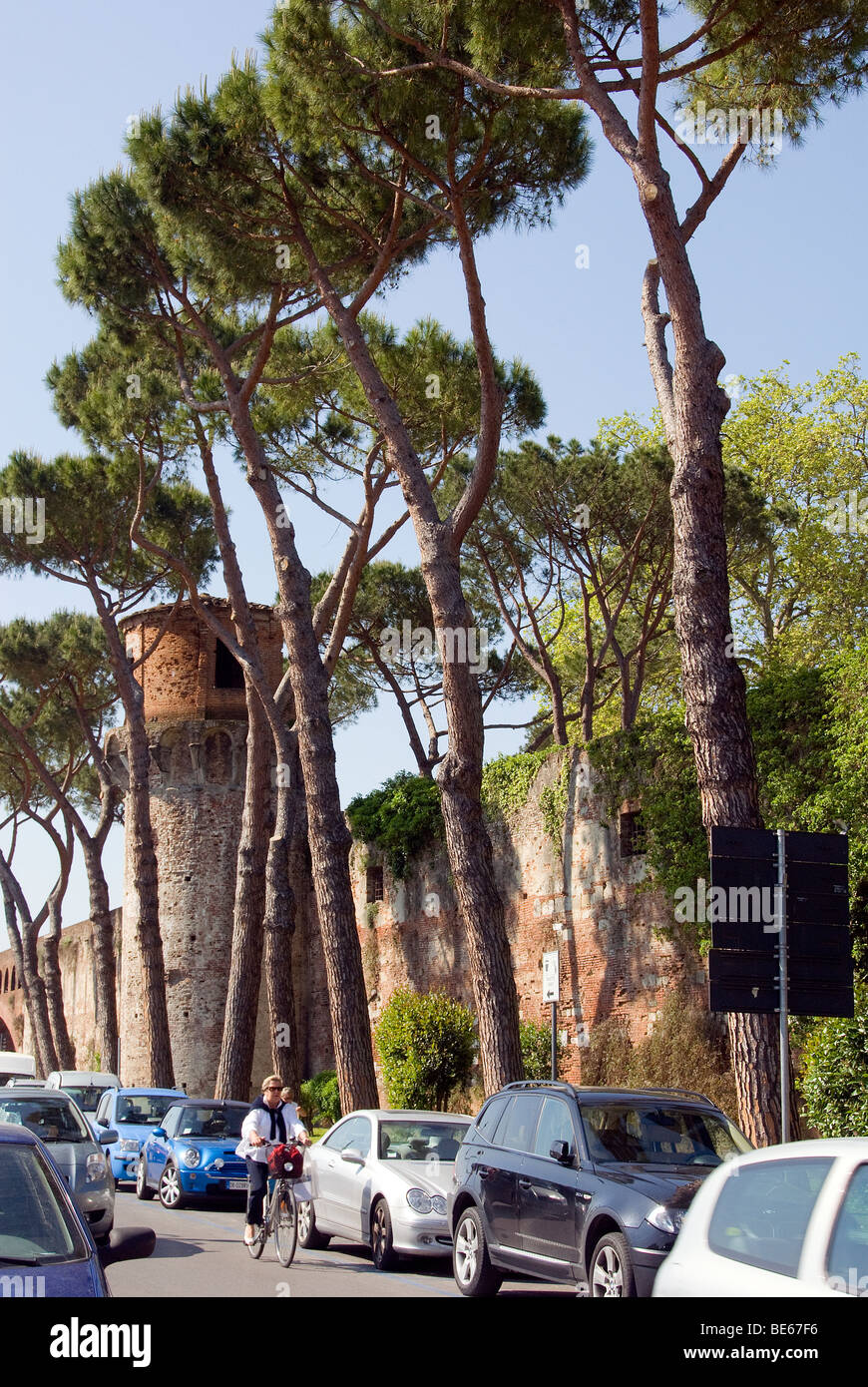 L'uomo pedalando attraverso una fila di pini mediterranei fuori dalle antiche mura e fortificazioni di Pisa Foto Stock