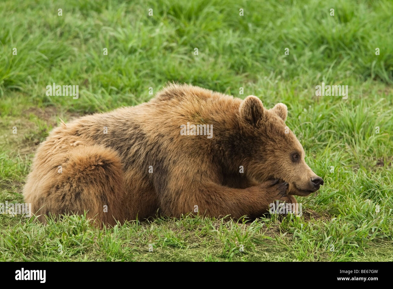 Unione l'orso bruno (Ursus arctos) giacenti in un prato. Foto Stock