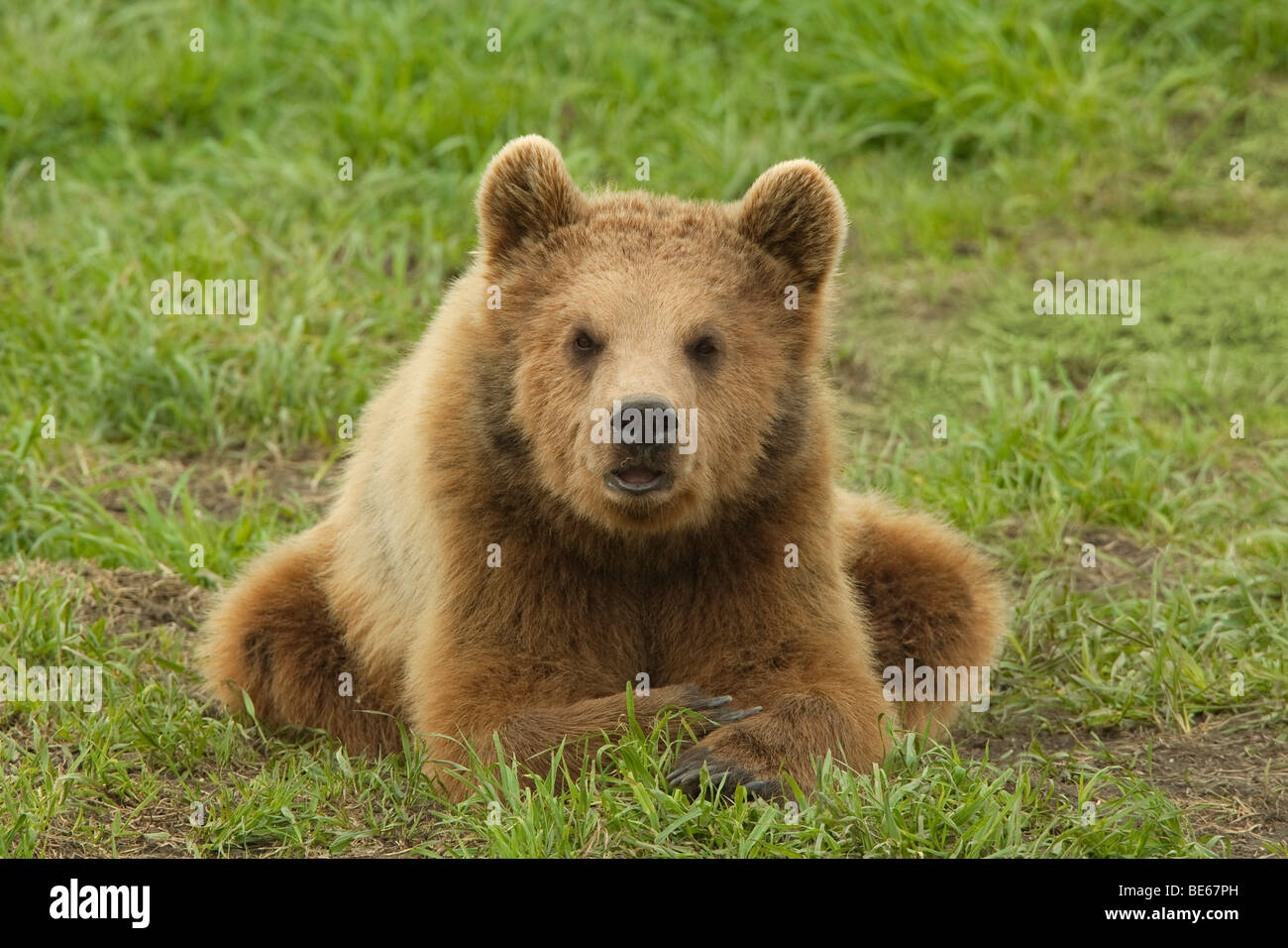 Unione l'orso bruno (Ursus arctos) giacenti in un prato. Foto Stock