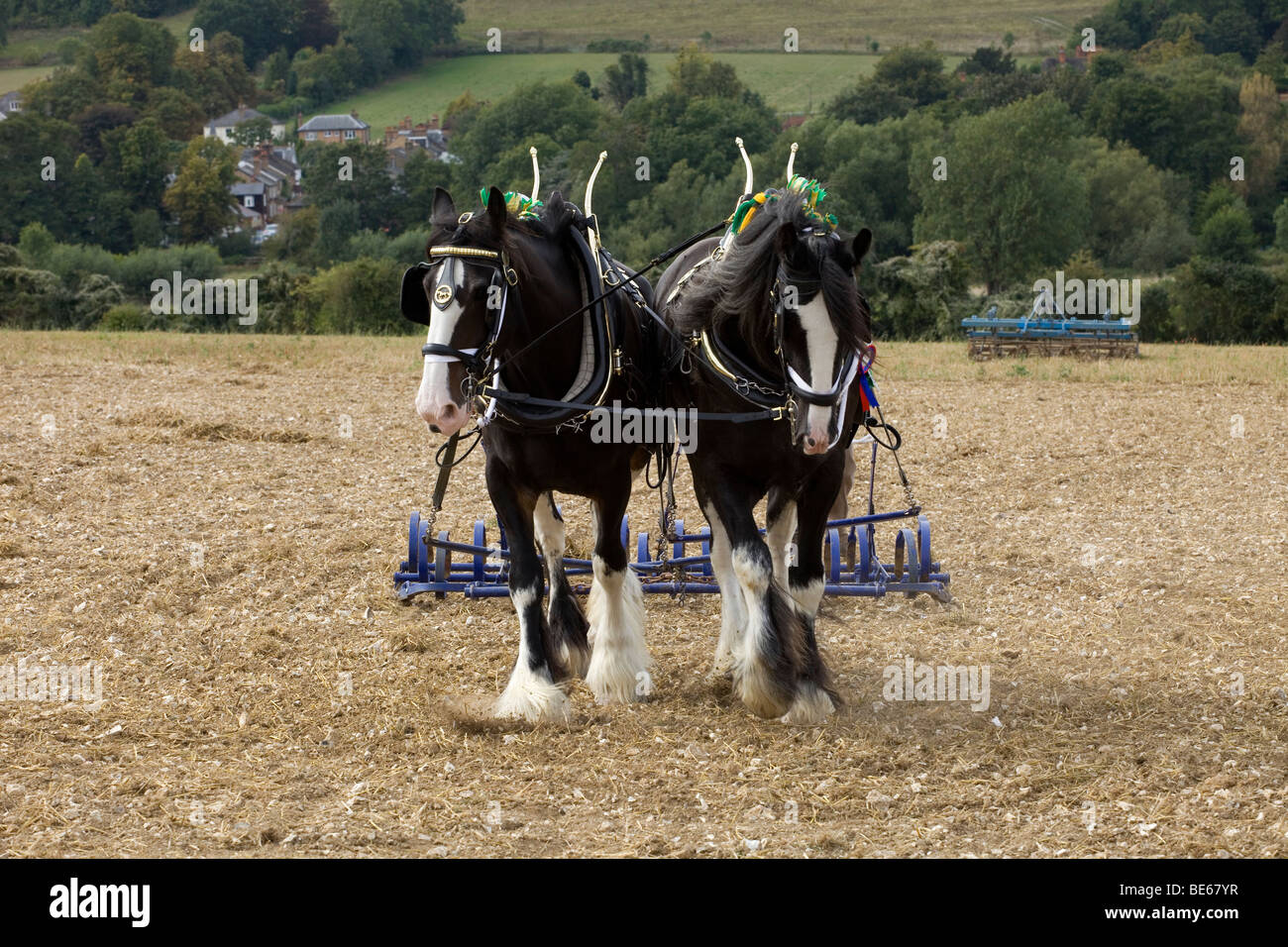 Due shire cavalli tirando un aratro, UK. Foto Stock