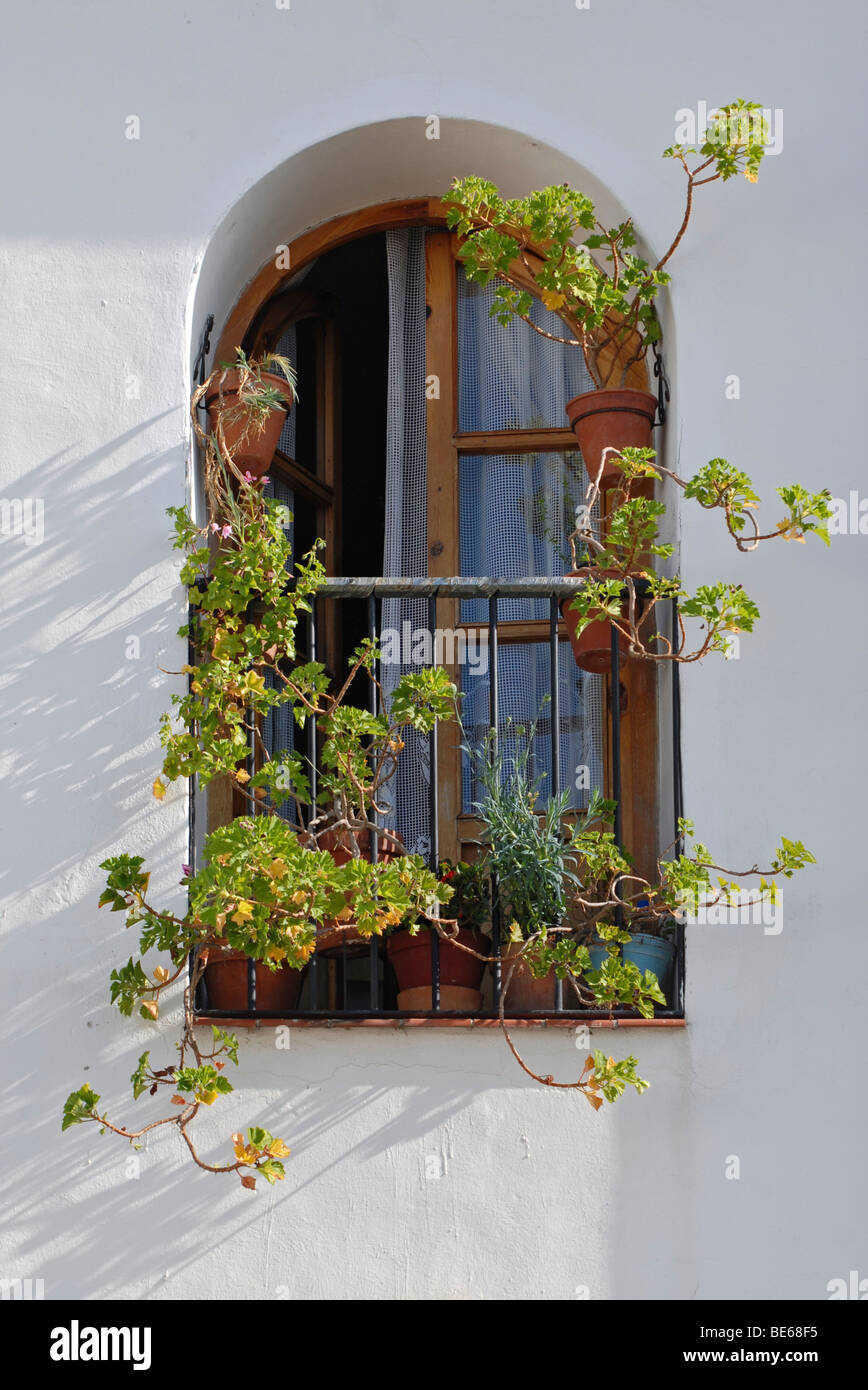 Una finestra aperta con vasi di fiori a Cordoba, Andalusia, Spagna, Europa Foto Stock