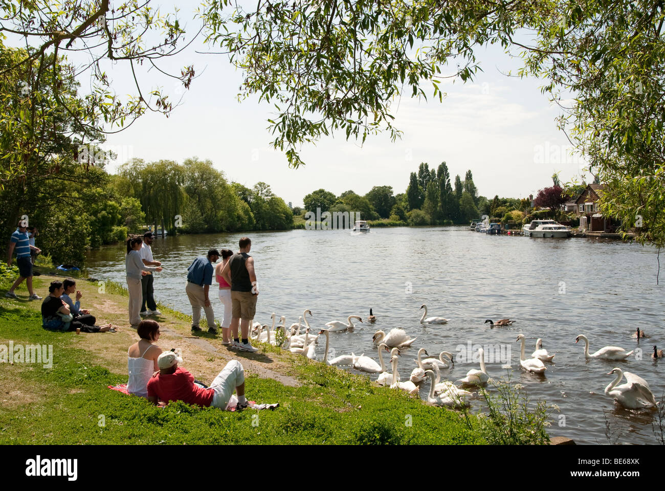 Adulti poltrire sul greto del fiume e di alimentazione dei cigni sul Tamigi a Walton on Thames con un motore Crusier sul fiume Foto Stock