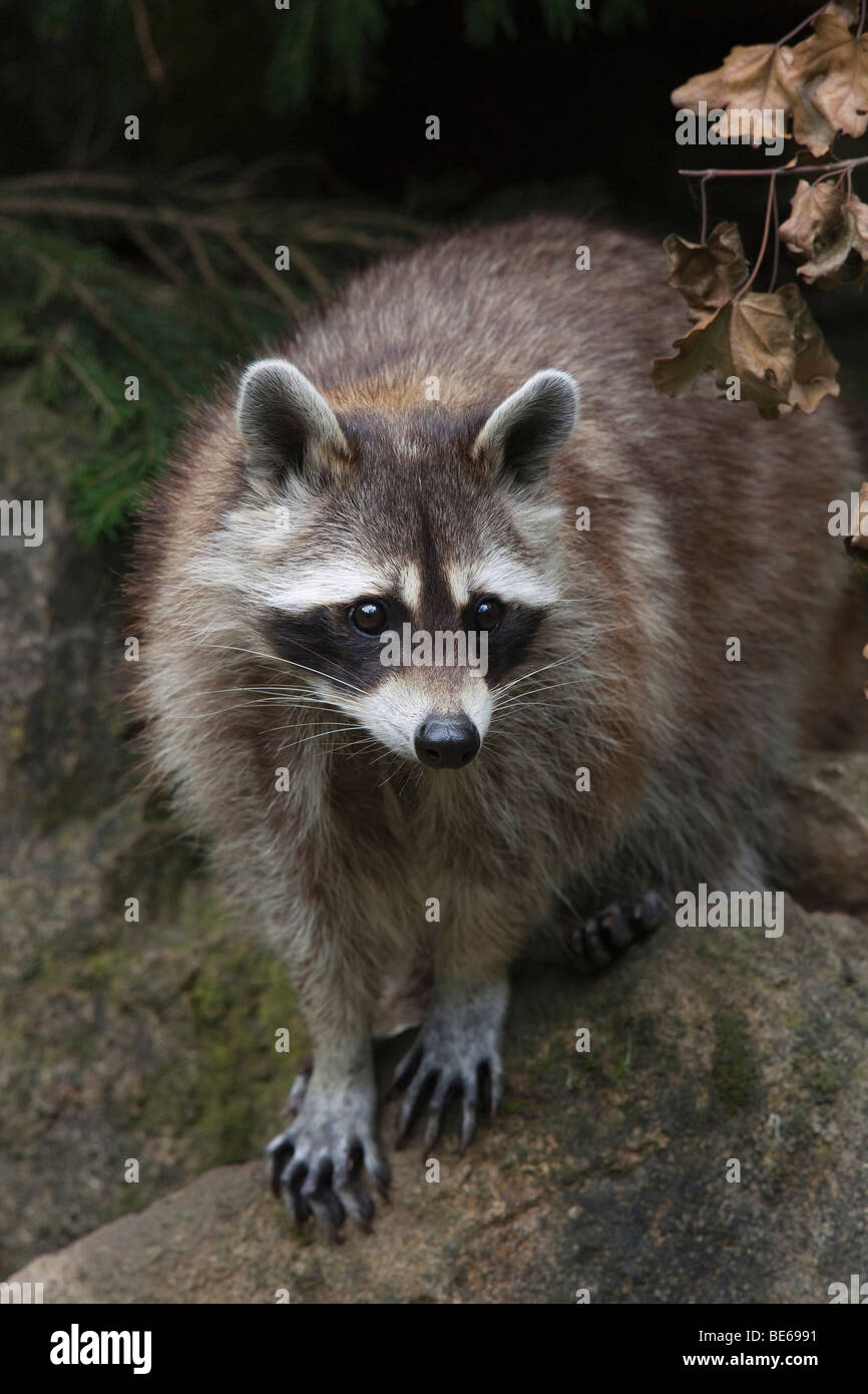 Raccoon (Procione lotor), in piedi. Foto Stock