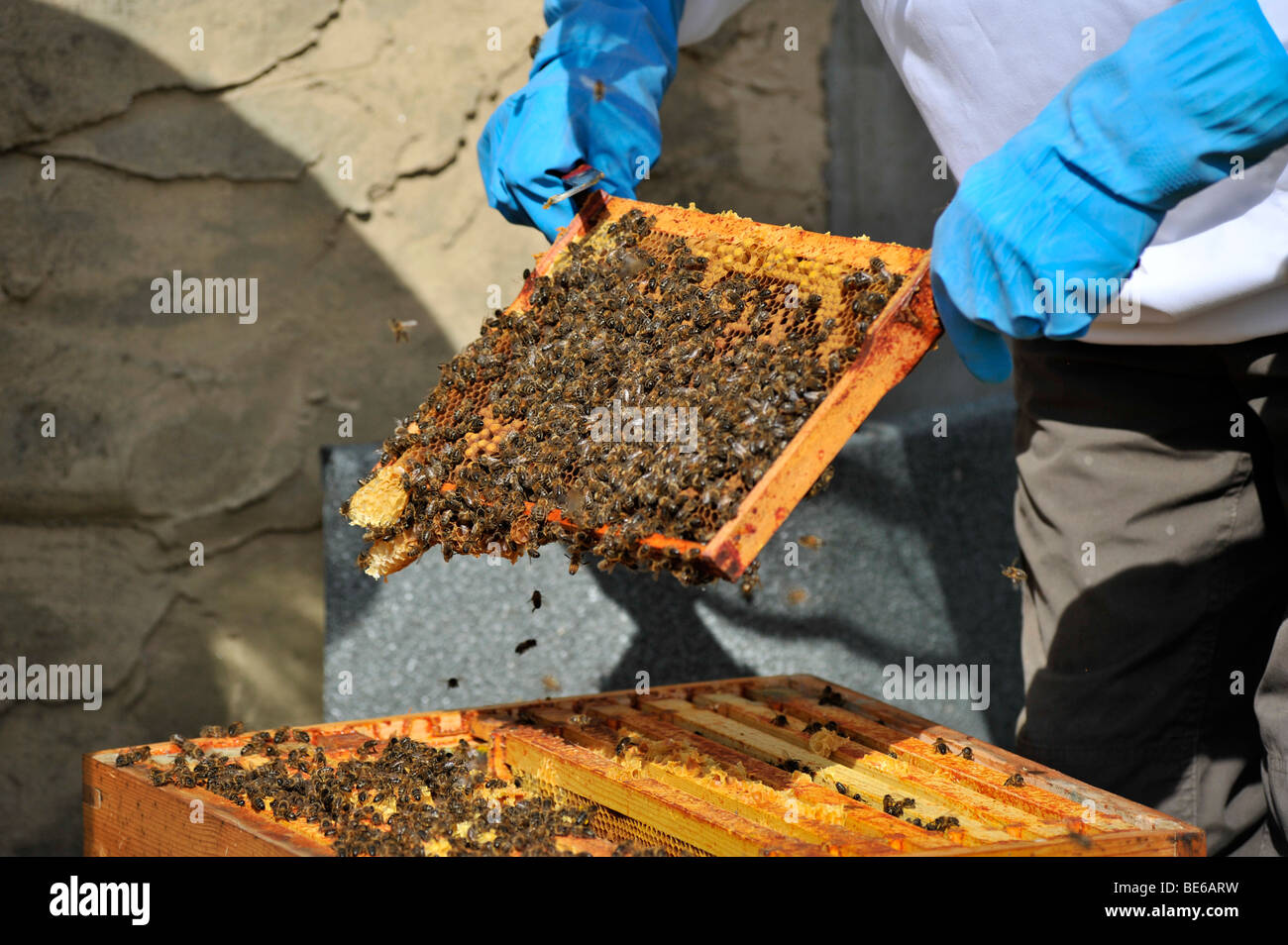 Apicoltore esamina super coperto con colonia di api Foto Stock