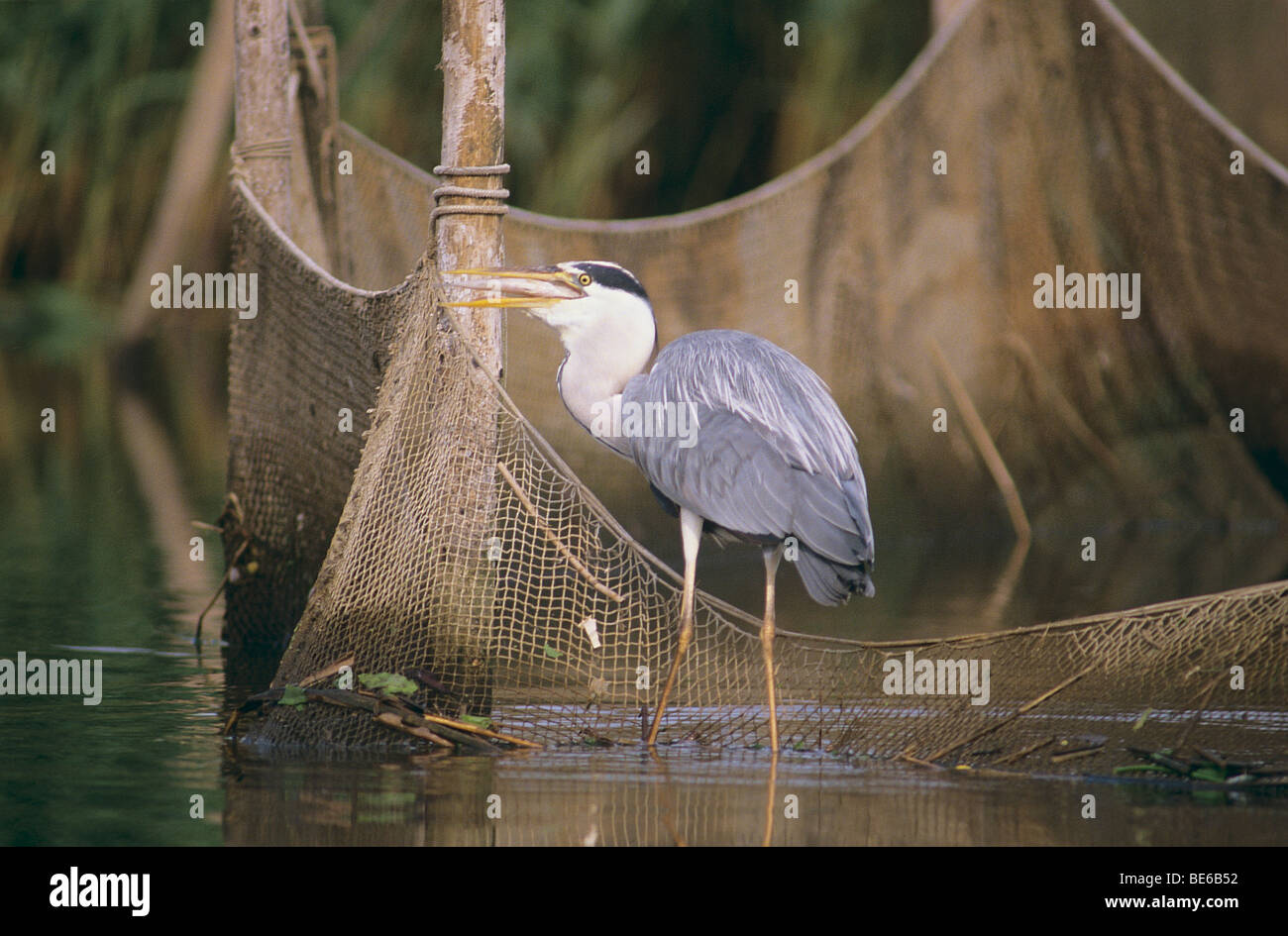Airone cenerino con pesce alla trappola di pesce / Ardea cinerea Foto Stock