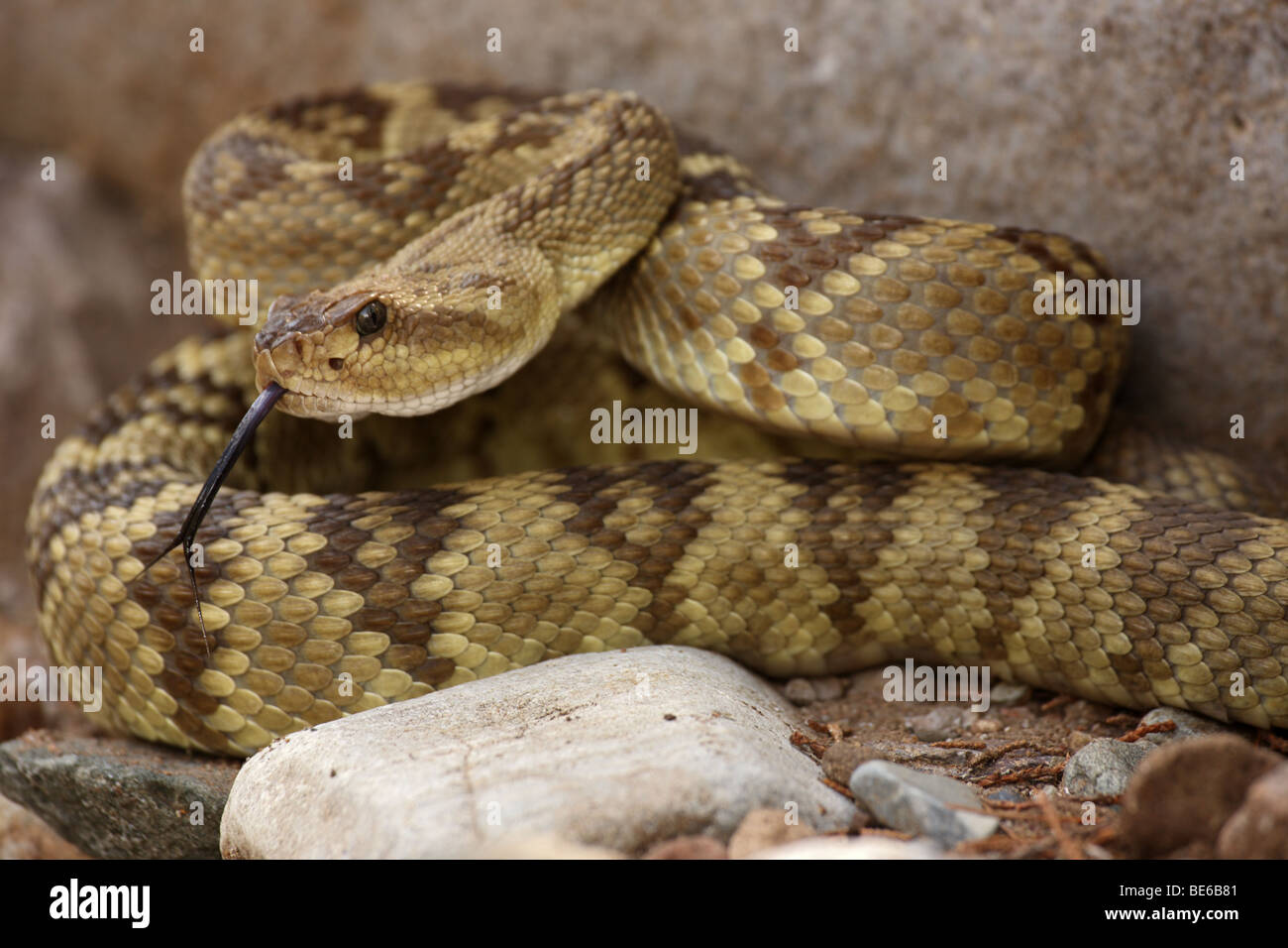Nero-tailed Rattlesnake (Crotalus molossus) - Chiricahua Mountains - Arizona - 'Smelling' o 'degustazione' l'aria con la sua linguetta Foto Stock