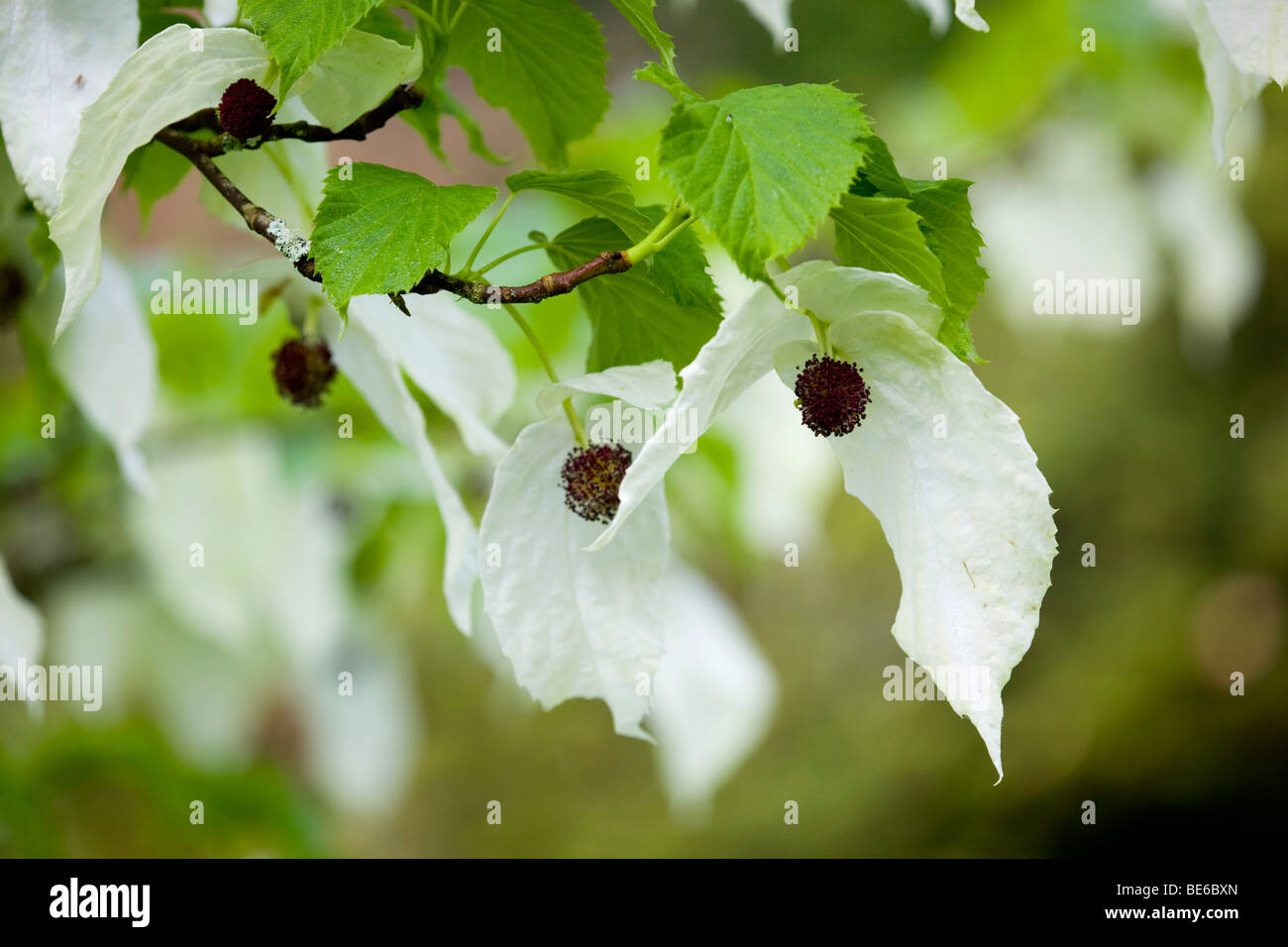 Trebah gardens; Cornovaglia; fazzoletto albero in fiore Foto Stock