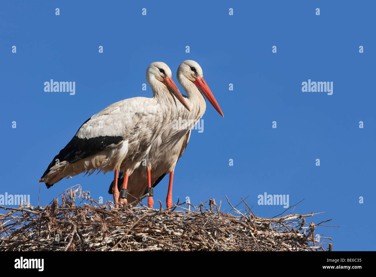Unione Cicogna bianca (Ciconia ciconia), coppia in piedi sul nido. Foto Stock