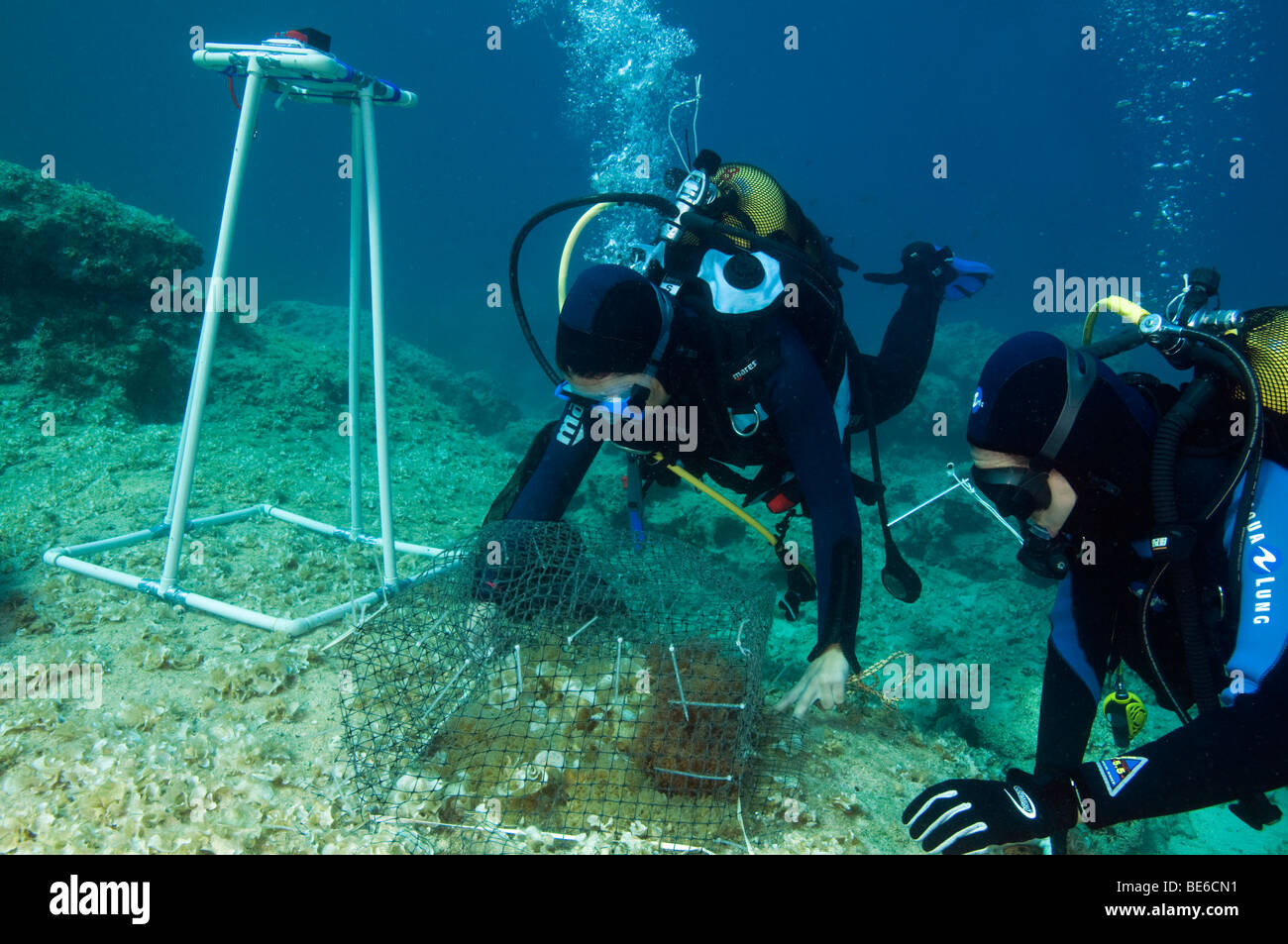 I ricercatori che studiano le alghe ecosistema nel Mediterraneo, Turchia Foto Stock