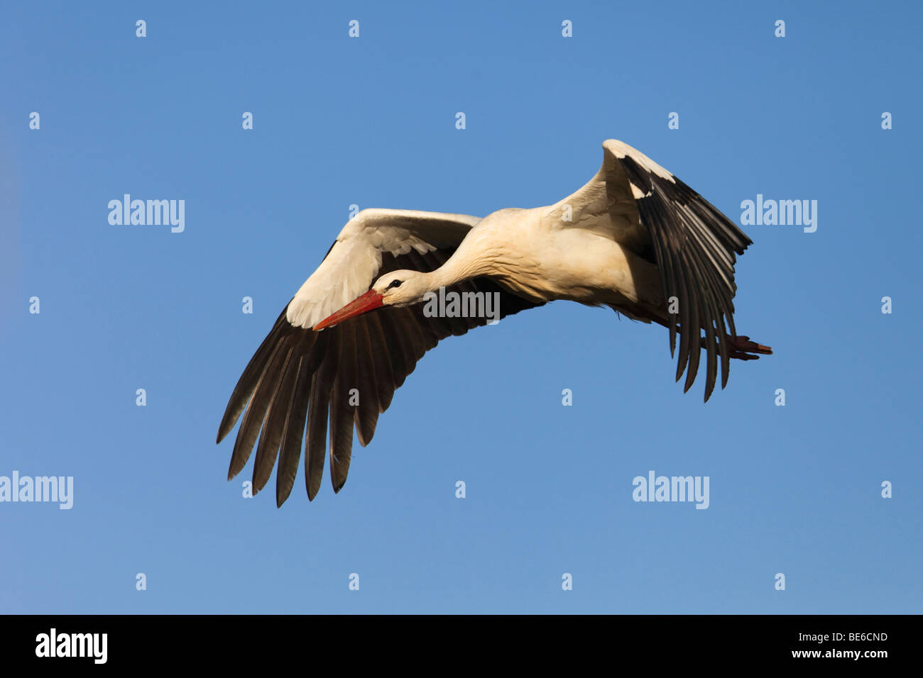 Unione Cicogna bianca (Ciconia ciconia), adulto in volo Foto Stock