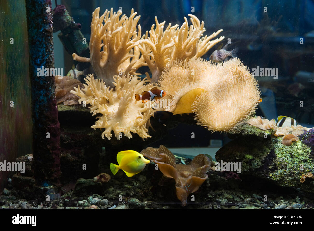 Pesce serbatoio nel Bartholomeu Dias Maritime Museum, Mosselbay, Sud Africa Foto Stock