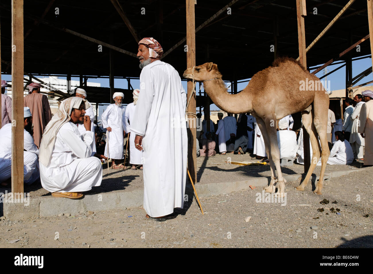 Giovani cammello per vendita a Sinaw mercato del bestiame, Sharqiya regione, il sultanato di Oman, Arabia, Medio Oriente Foto Stock