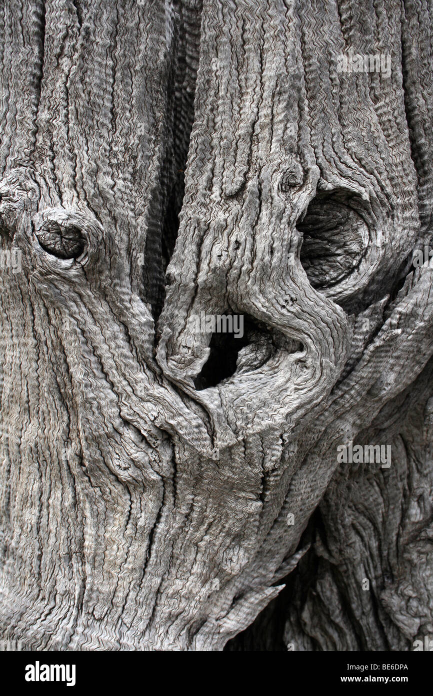 La faccia nel legno morto di un albero nel Parco Nazionale di Kruger, Sud Africa Foto Stock