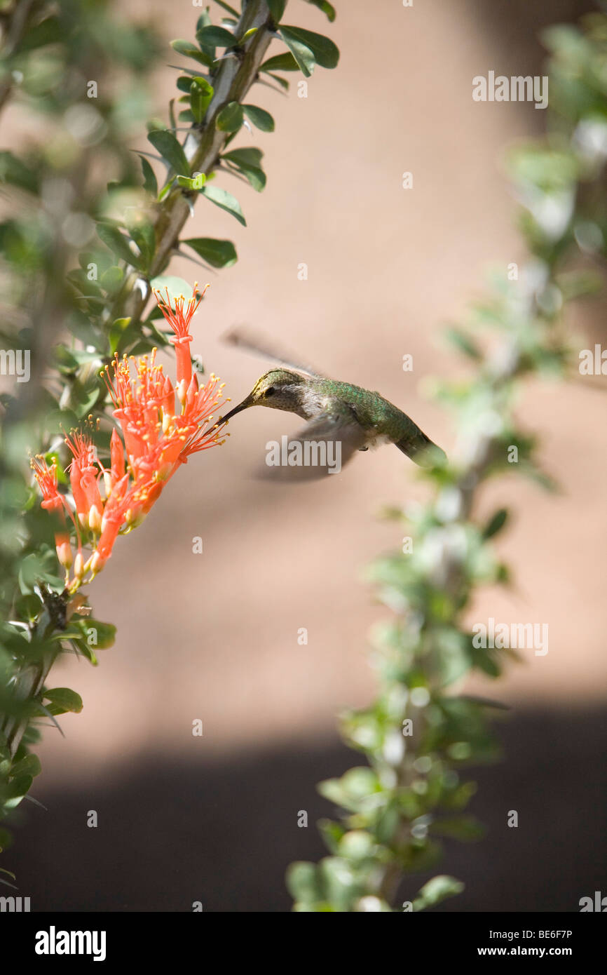 Un colibrì si alimenta di un fiore rosso. Foto Stock