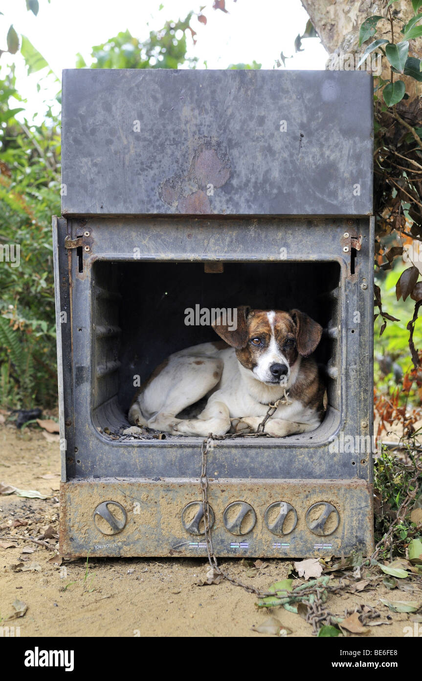 Vecchia stufa a gas con un cane come una cuccia, Brasile, Sud America Foto Stock