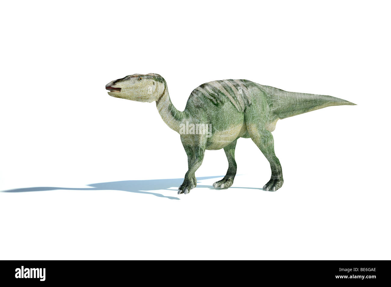 Edmontosaurus 3d rendering fotorealistico, con caduta ombra sulla superficie bianca. Foto Stock