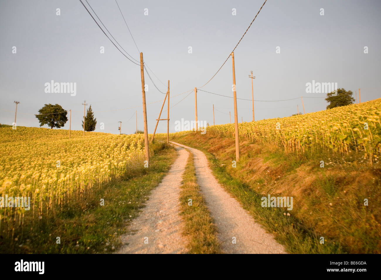 Una strada tortuosa e un campo di girasoli in Umbria rurale Foto stock ...