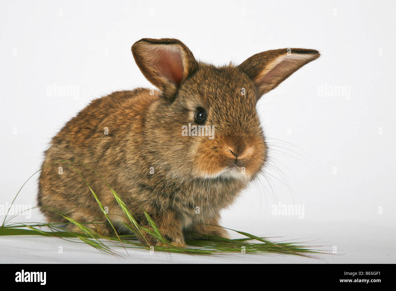 Giovani di coniglio in pet Foto Stock