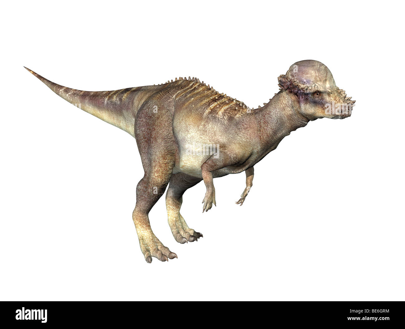 Pachycephalosaurus digitale 3D rendering fotorealistico Foto Stock
