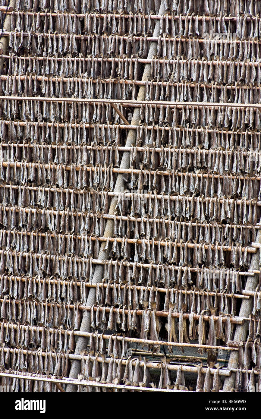 Rack di asciugatura cod, noto come stoccafisso, in Honningsvag, Norvegia. Foto Stock