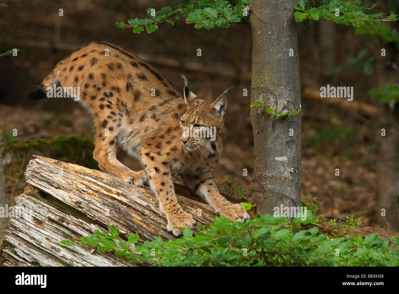 Lince europea (Felis lynx, Lynx lynx) affilare i suoi artigli su un tronco di albero. Foto Stock