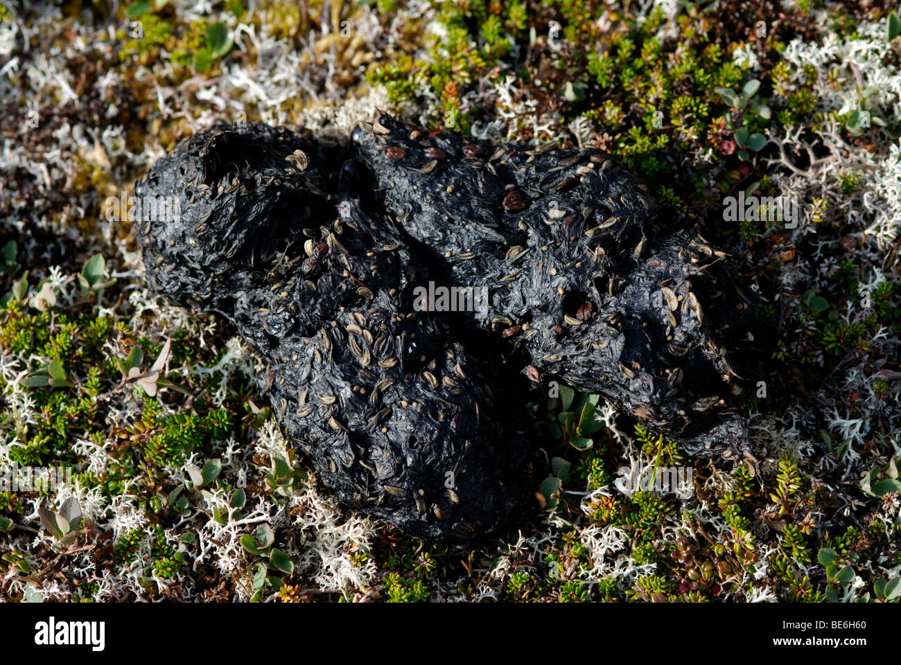 Marrone (grizzly) recare scat con semi sulla tundra, Parco Nazionale e Riserva di Katmai, Alaska Foto Stock