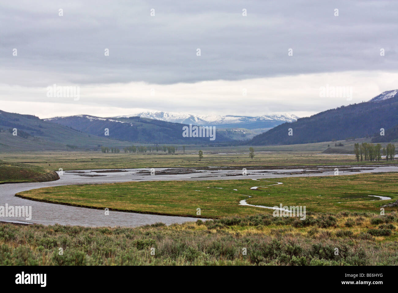 Lamar Valley, il Parco Nazionale di Yellowstone Wyoming, STATI UNITI D'AMERICA Foto Stock