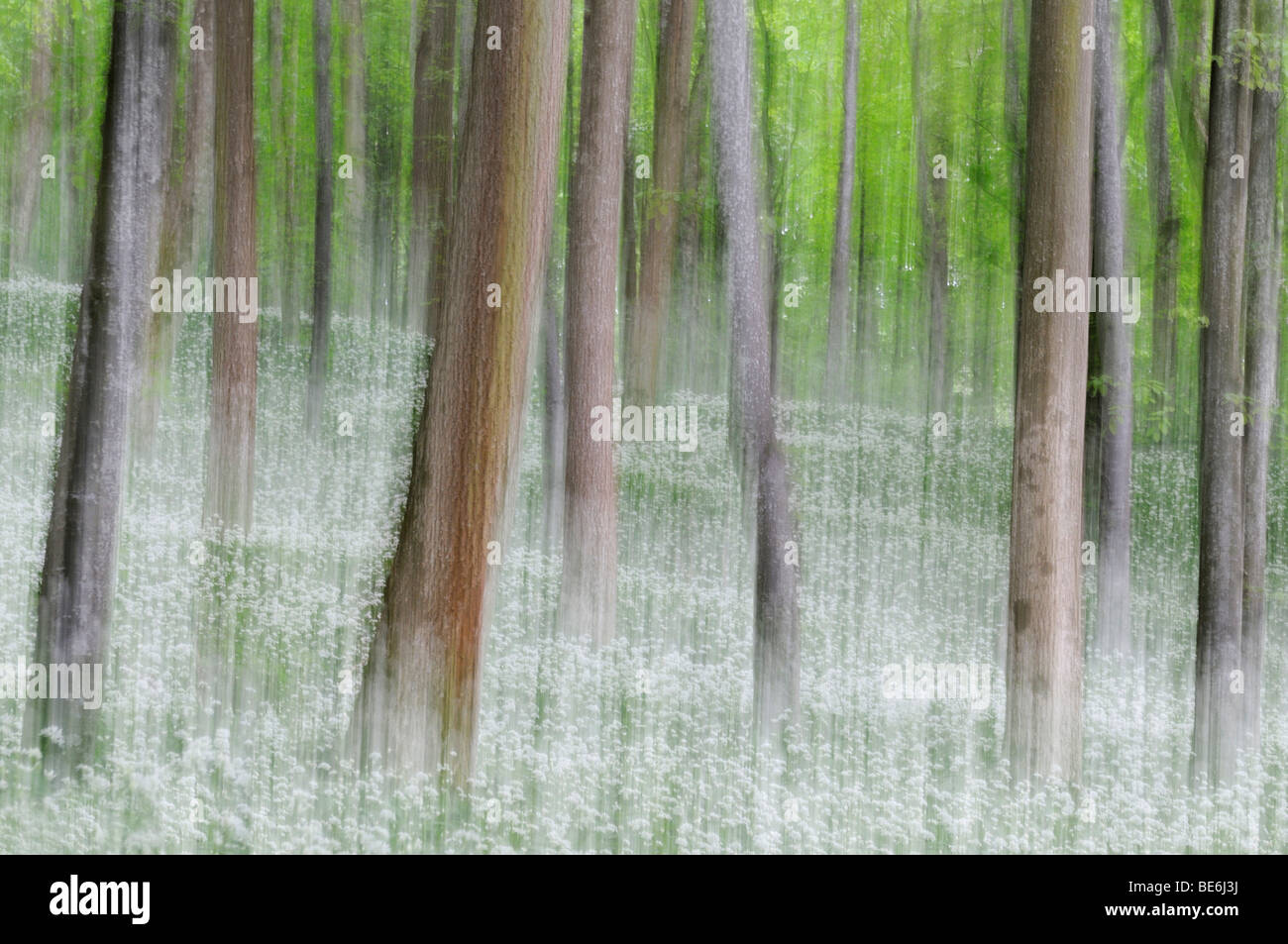 Foresta di faggio (Fagus) con campo di ramson, offuscata Foto Stock