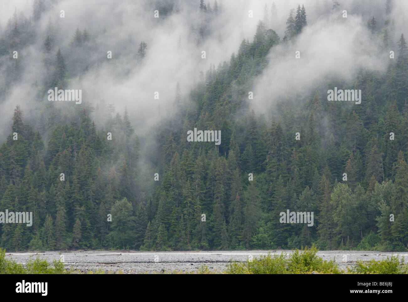 Sitka Spruce, Picea sitchensis, foresta con nebbia, Seward, Alaska, il Parco nazionale di Kenai Fjords Foto Stock