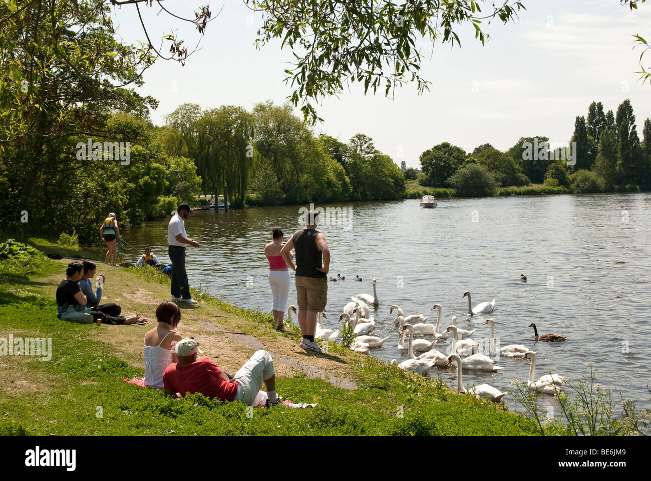 Adulti poltrire sul greto del fiume e di alimentazione dei cigni sul Tamigi a Walton on Thames con un motore Crusier sul fiume Foto Stock
