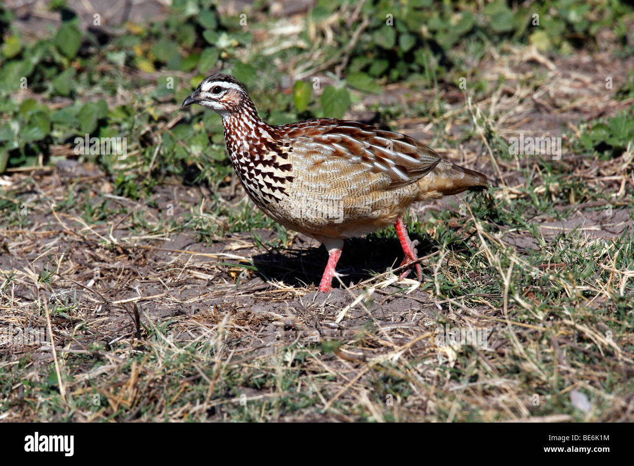 Un Crested Francolin (Dendroperdix sephaena) nell'area di Savuti del Botswana Foto Stock