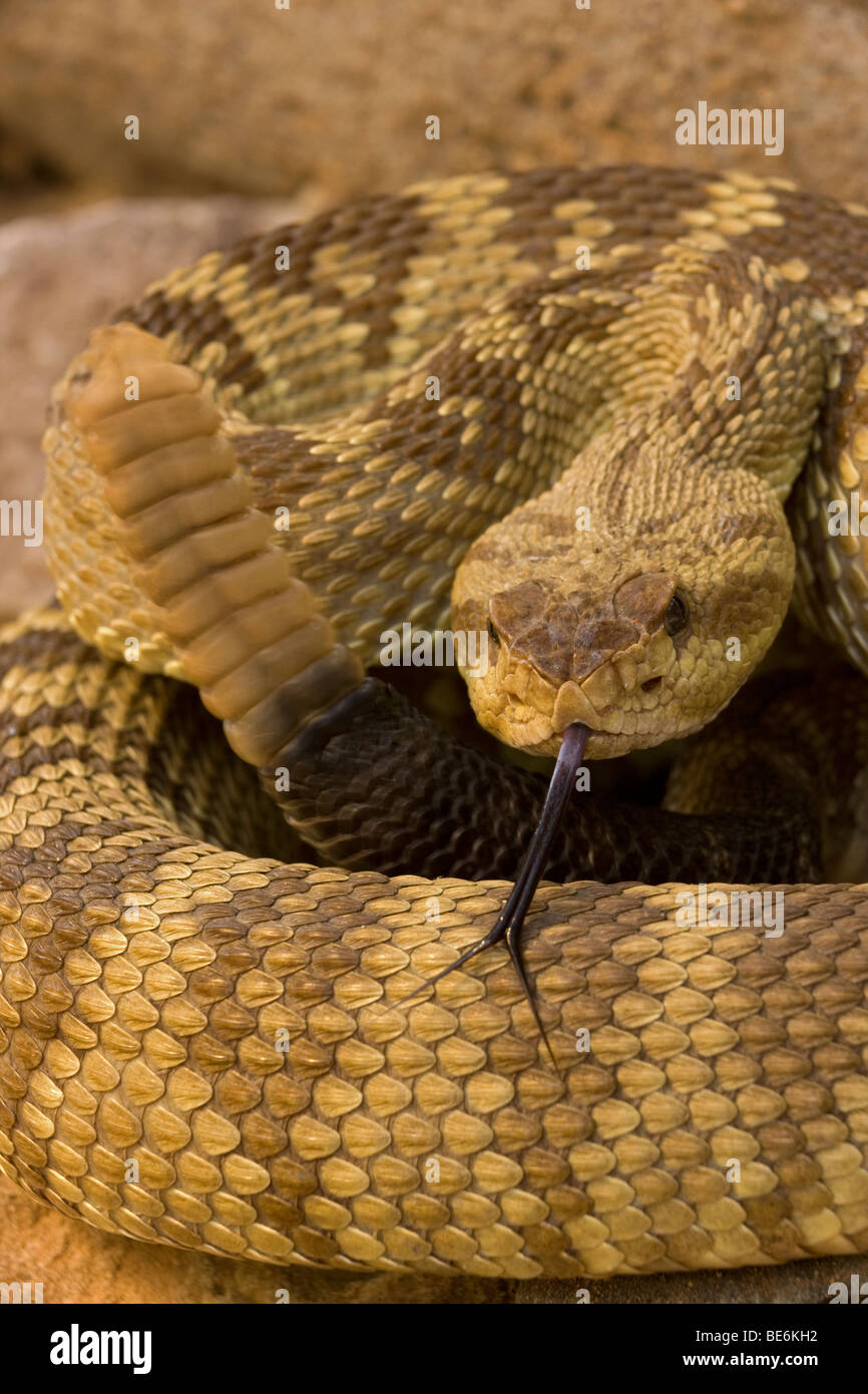 Nero-tailed Rattlesnake (Crotalus molossus) - Chiricahua Mountains - Arizona - Mostra sonaglio e lingua Foto Stock