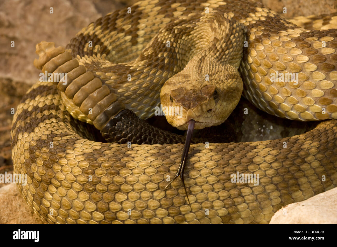 Nero-tailed Rattlesnake (Crotalus molossus) - Chiricahua Mountains - Arizona - Mostra sonaglio e lingua Foto Stock