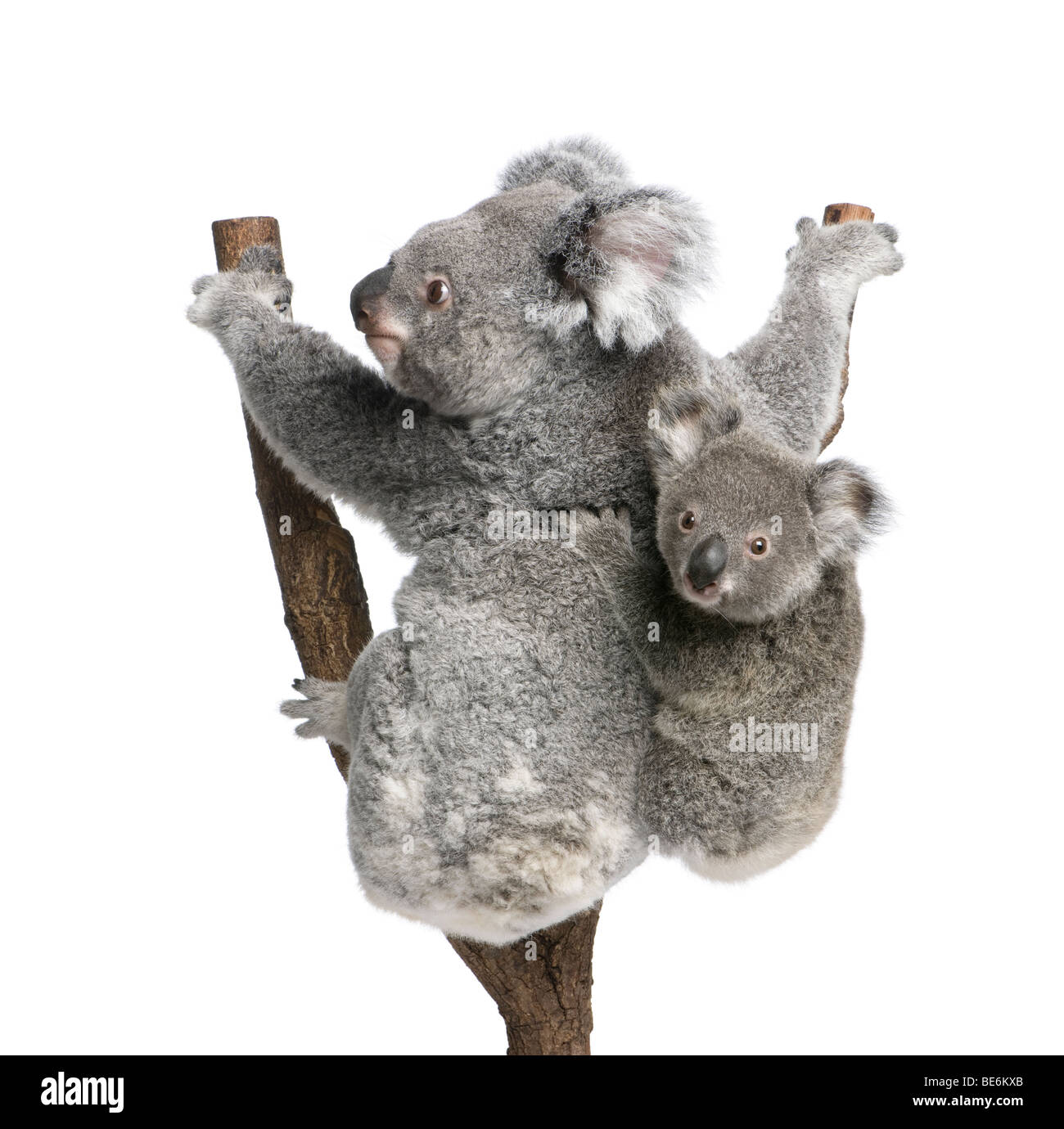 Il Koala bears rampicante, 4 anni e 9 mesi di età, Phascolarctos cinereus, di fronte a uno sfondo bianco Foto Stock