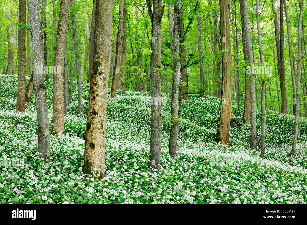 Foresta di faggio con un fiorente settore Ramson (Allium ursinum), Germania, Europa Foto Stock