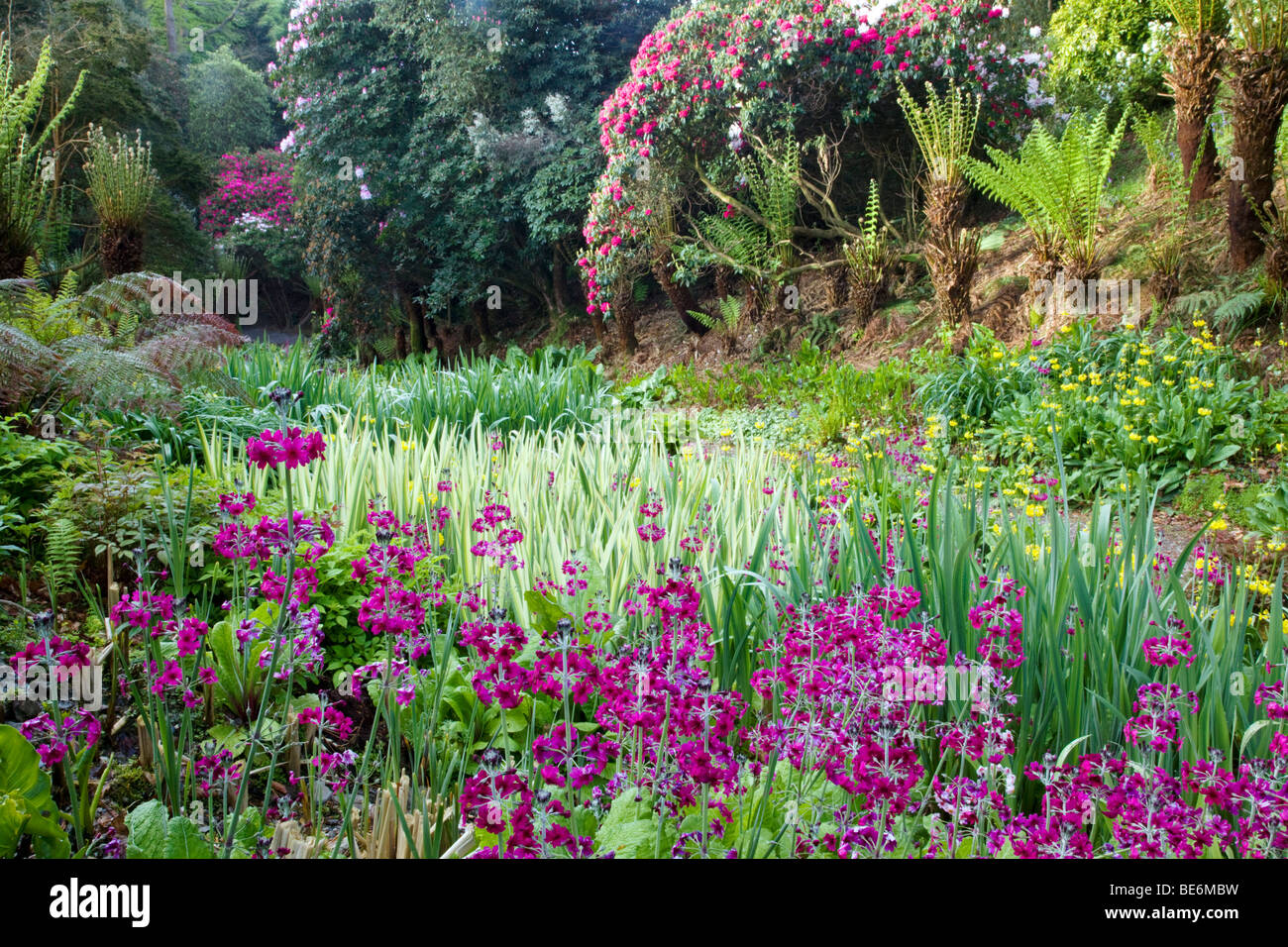 Trebah gardens; Cornovaglia; in estate Foto Stock