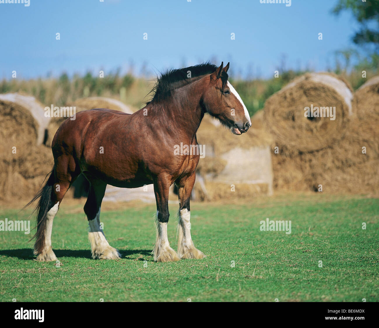 Shire Cavallo - in piedi sul prato Foto Stock