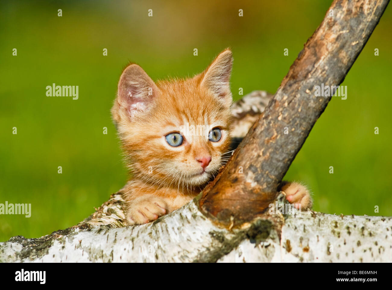 I gatti domestici, i gattini di salire su di un ramo di betulla Foto Stock