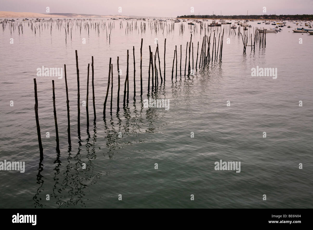 La sponda anteriore in Cap Ferret sul Bassin d'Arcachon (Baia di Arcachon) mostra poli nell'acqua indicando oyster letti di raccolta Foto Stock