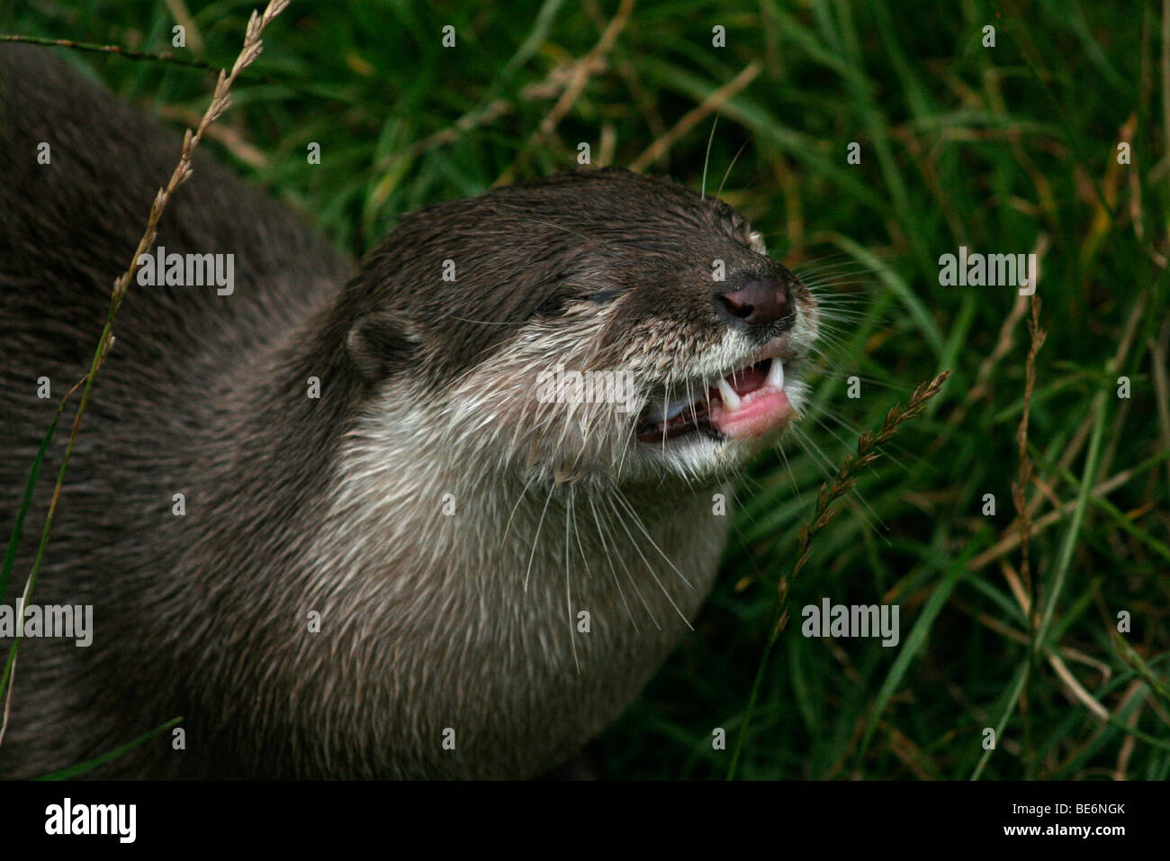 Asian small artigliato otter mangiare pesce, close up Foto Stock