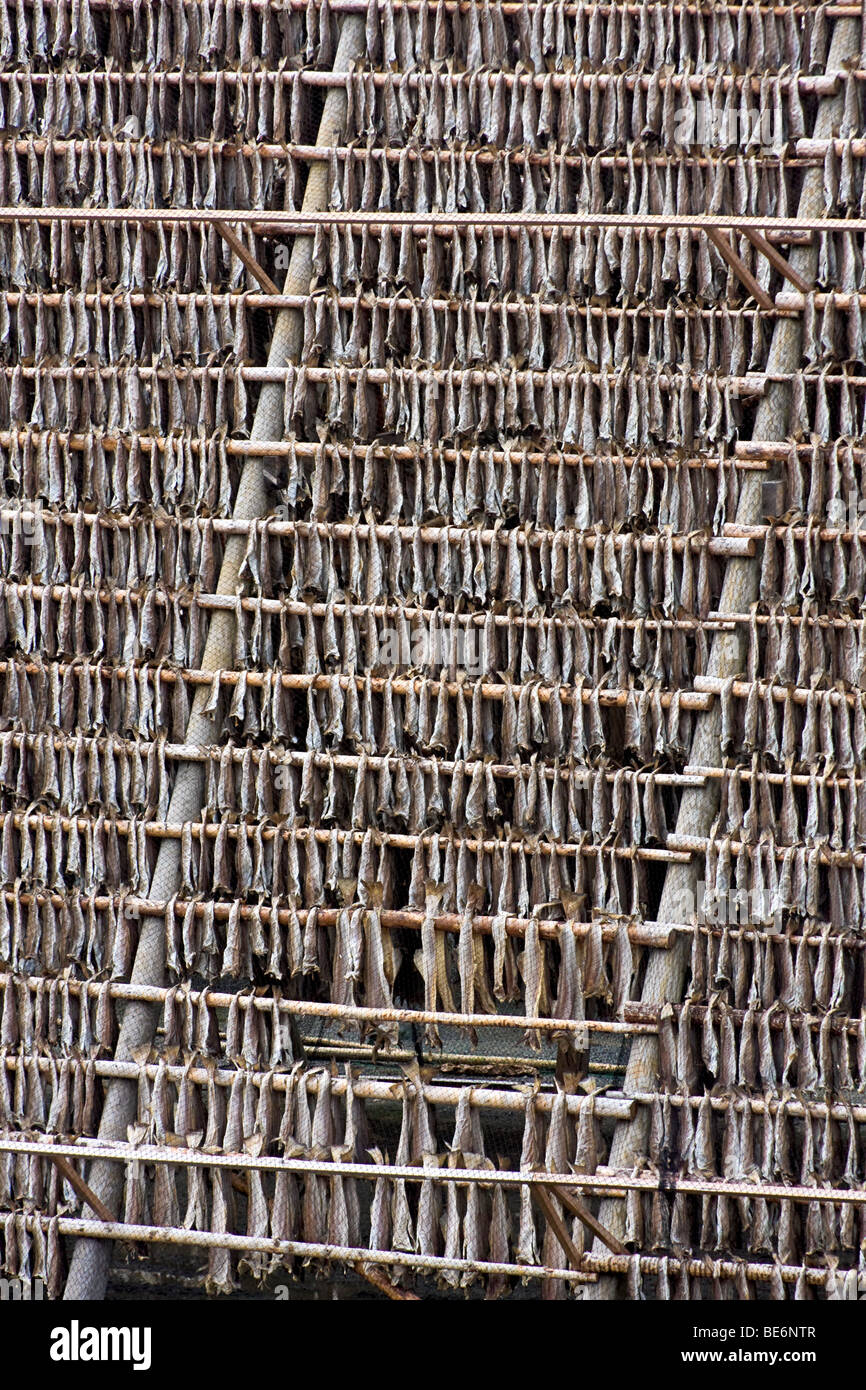 Rack di asciugatura cod, noto come stoccafisso, in Honningsvag, Norvegia. Foto Stock