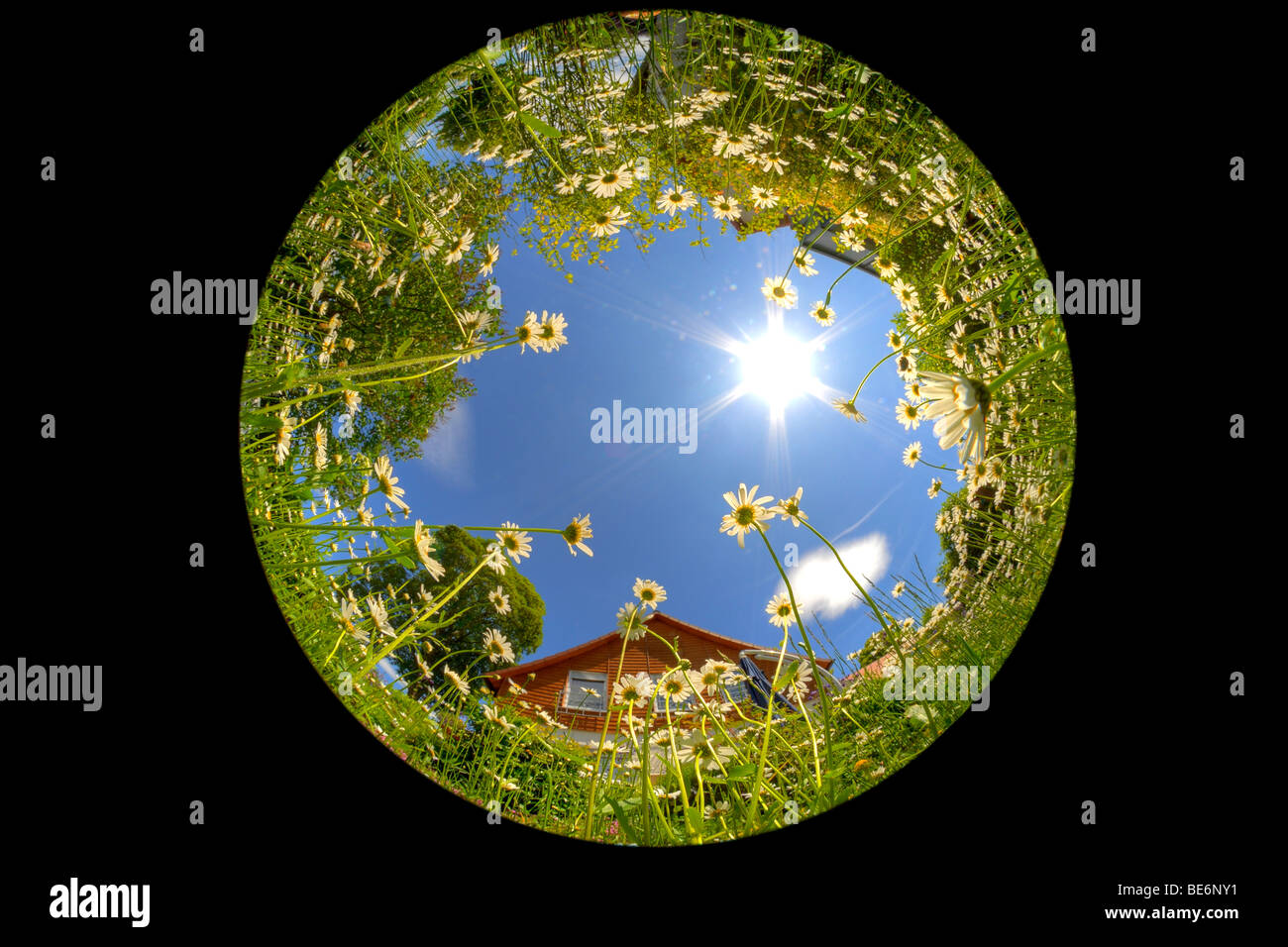Margherite (Leucanthemum), una lente fisheye Foto Stock