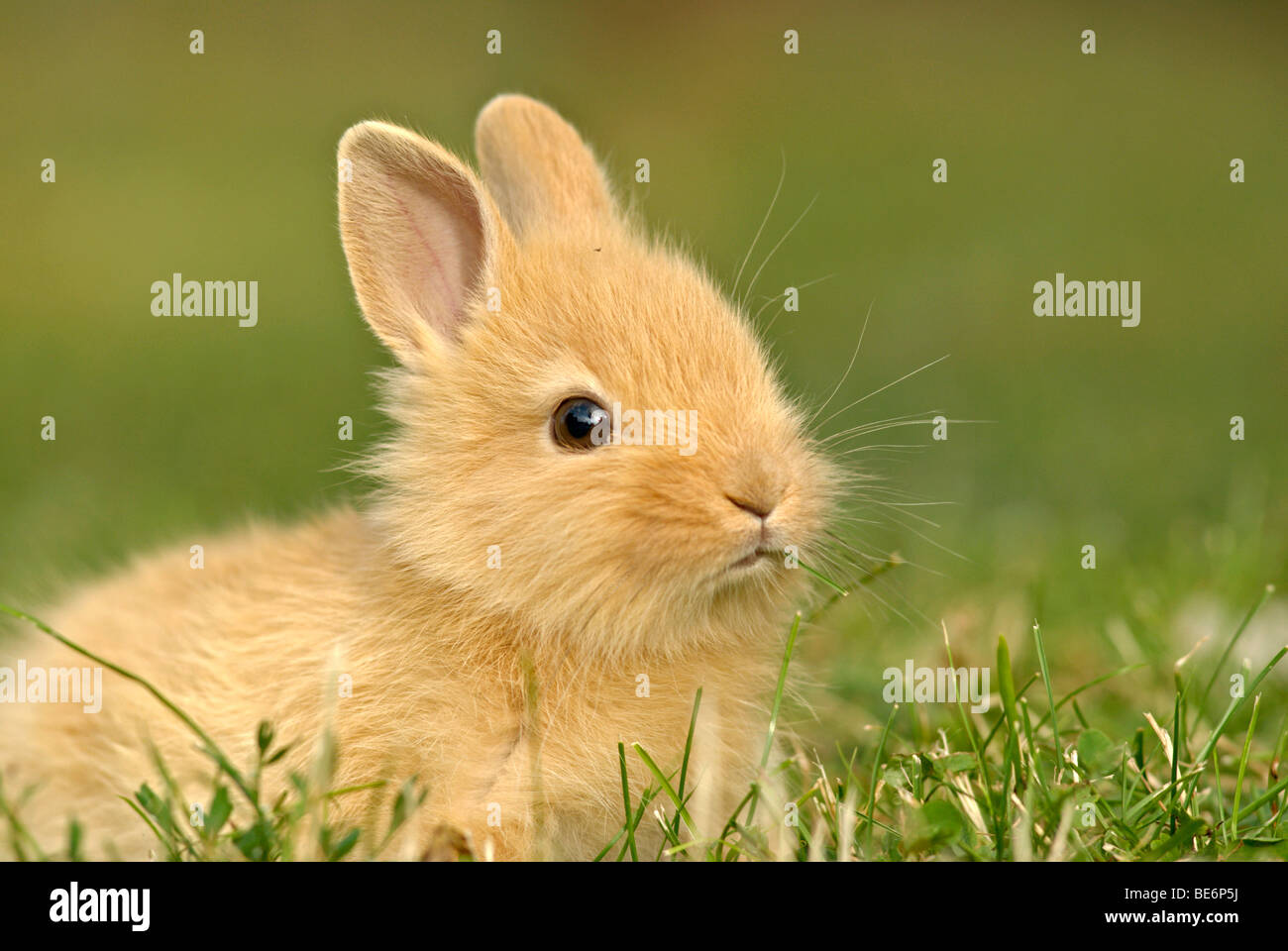 Giovani Dwarf Rabbit, 4 settimane di età, ritratto Foto Stock