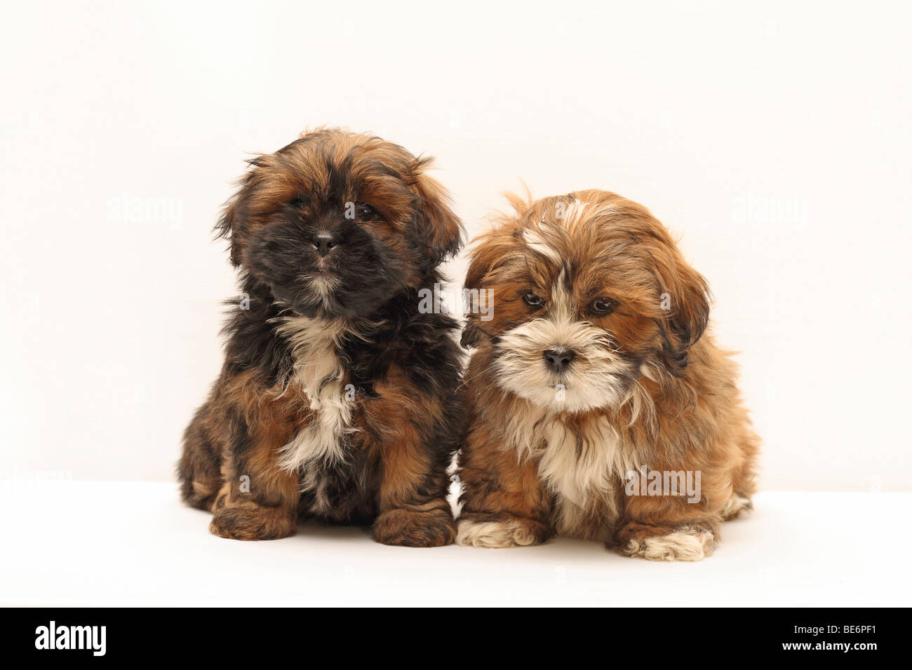 2 Lhasa Apso cuccioli, 8 settimane Foto Stock