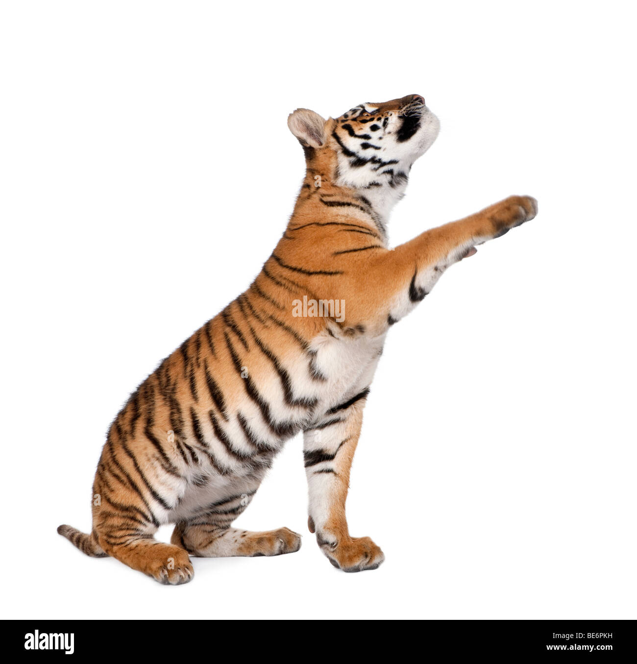 Tigre del Bengala, Panthera tigri tigri, 1 anno di età, raggiungendo in parte anteriore del fondo bianco, studio shot Foto Stock