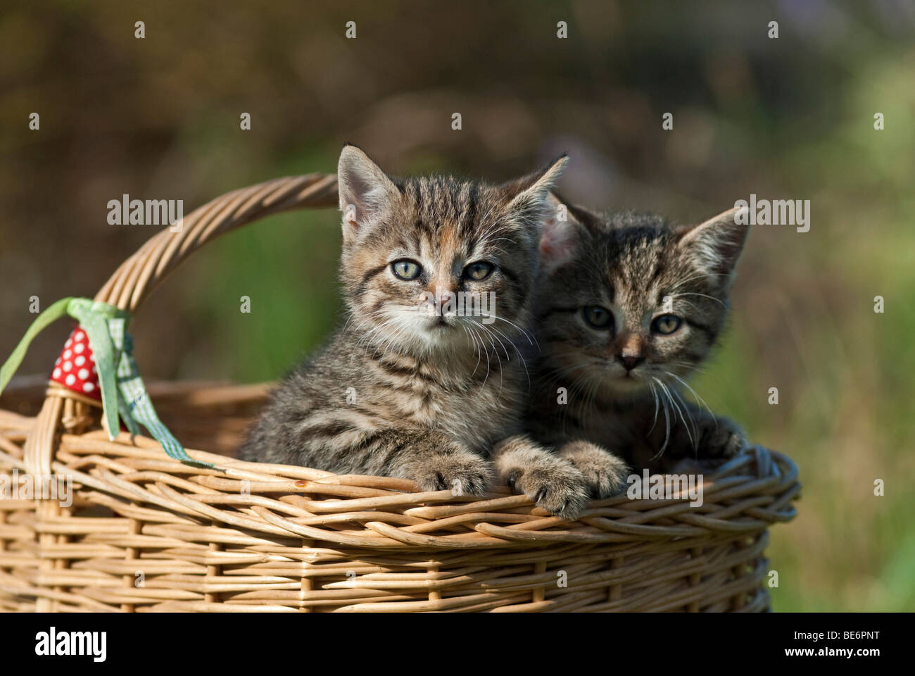 Due gatti domestici, gattini in un cesto di vimini Foto Stock