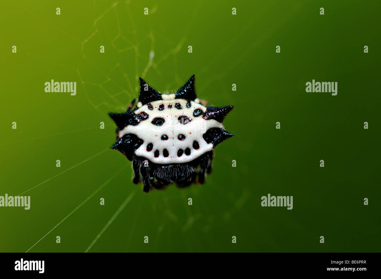 Una di granchio spinoso orb weaver spider. Foto Stock