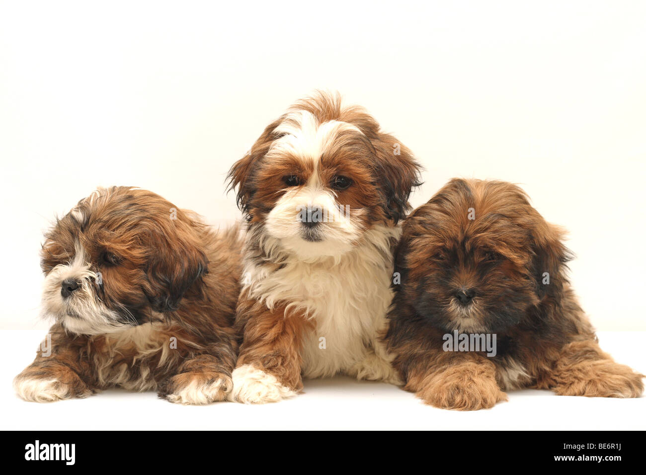 3 Lhasa Apso cuccioli, 8 settimane Foto Stock