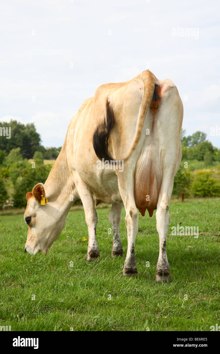 Dietro e della mammella di una mucca in jersey di pascolare su campo in erba e lotta contro le mosche. Foto Stock