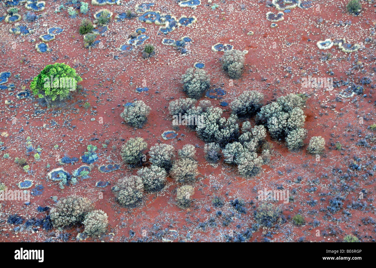 Vista aerea di Erba Spinifex (Triodia Plectrachne spp.) al tramonto, Territorio del Nord, l'Australia Foto Stock